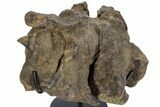 Hadrosaur (Brachylophosaurus?) Sacrum w/ Metal Stand - Montana #227751-1